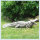 Garden Life Size Fiberglass Crocodile Statue